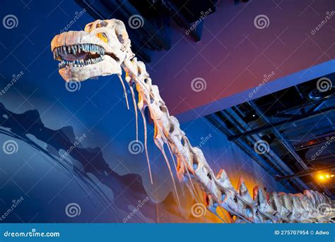 Patagotitan Dinosaur Skeleton Editorial Stock Image - Image of restore ...