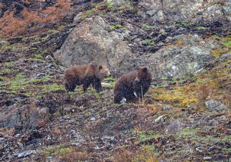 Grizzly bears near Wild Goose Island overlook, April 13, 2016 – Glacier National Park photo ...