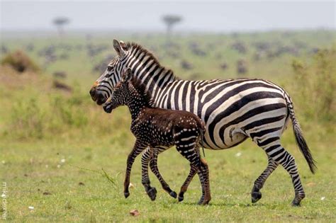 Rare spotted zebra photographed in Africa - The Demon's Den