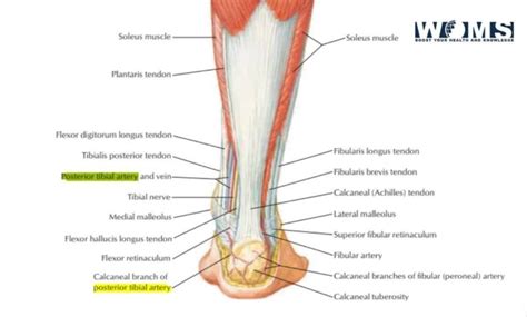 Posterior tibial pulse - ladegparent