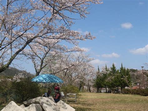 金比羅山公園の花見・桜情報【2023年】｜ウェザーニュース