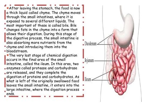 Chemical Changes During Food Digestion