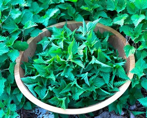 Recipe: Stinging nettle dip with labne - Tyrant Farms