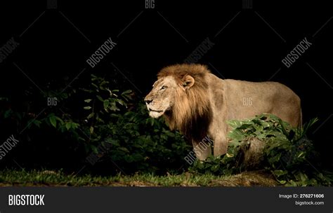 Majestic Lion King Image & Photo (Free Trial) | Bigstock