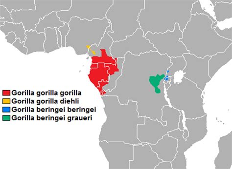 Western Lowland Gorilla Facts