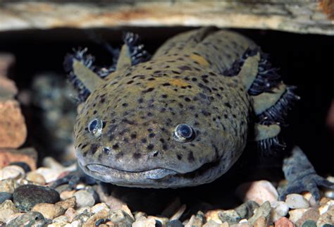 8 Fascinating Facts About the Axolotl