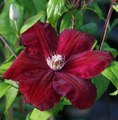 Red/Rouge Cardinal Clematis Vine - Velvety Crimson Flowers - 2.5" Pot - Hirt's Gardens