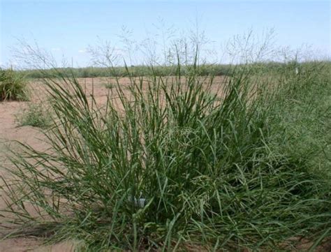 Coloured Guinea grass (Panicum coloratum) | Feedipedia