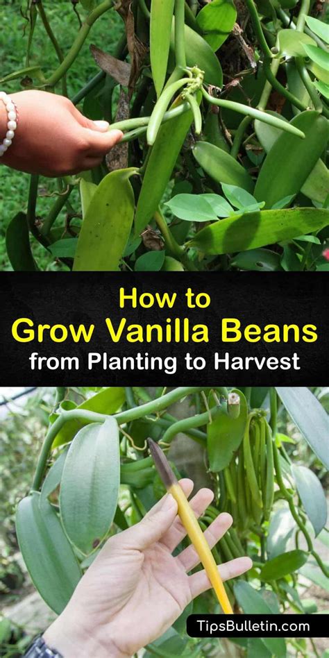 How to Grow Vanilla Beans from Planting to Harvest | Grow vanilla beans, Plants, Vanilla plant