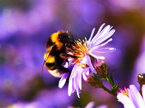 Build a garden that’ll have pollinators buzzin’ | Popular Science