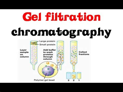 Gel filtration chromatography - YouTube