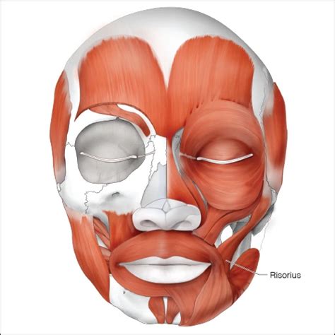 Risorius - Head and Neck Anatomy: Part II – Musculature - Dentalcare