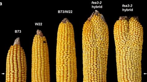 Researchers Engineer Corn That Grows 50 Percent More Kernels | Mental Floss