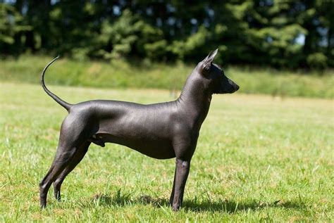 Perro Peruano | Hairless dog, Xoloitzcuintli, Chinese crested