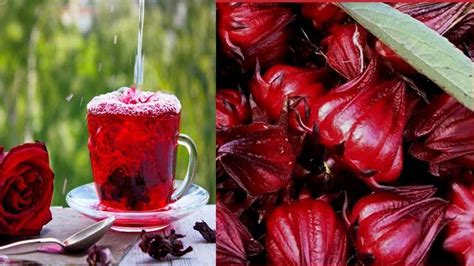 Health Benefits and Uses of Zobo Leaves - Agric4Profits