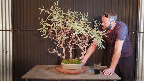 eucalyptus bonsai - Captions Trend