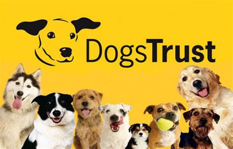 Dogs Trust – Various Projects | ON - Content-led broadcast PR agency in ...