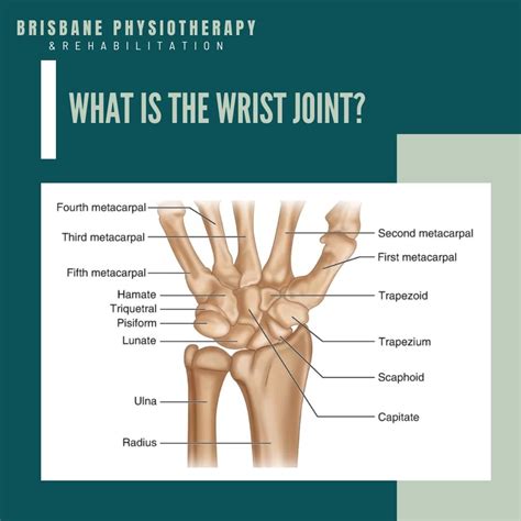 What is the Wrist Joint? - Brisbane Physiotherapy