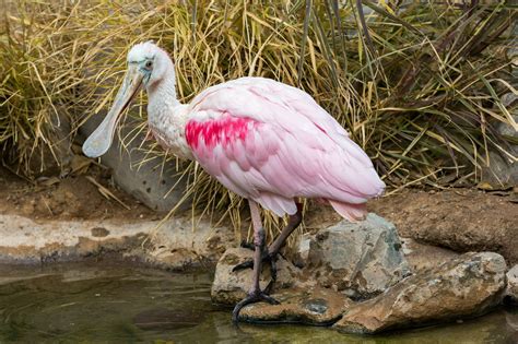 South American Aviary | Reid Park Zoo