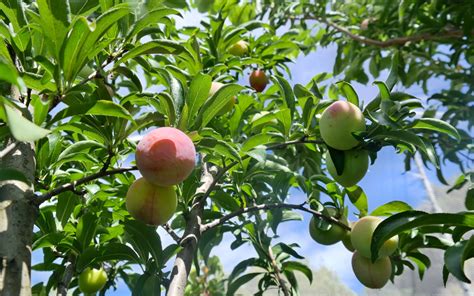 Fruit Tree Pollination - Lakeside Plants & Nursery