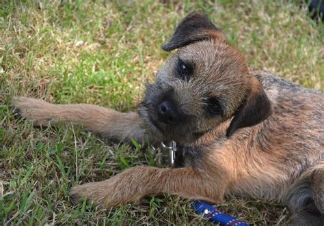 Border Terrier Obedience Training 1-2-1 Home Visits in South Yorkshire