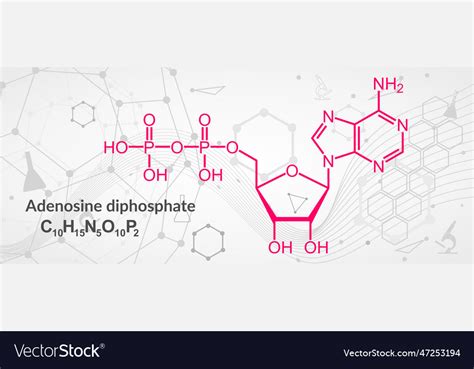 Adp or adenosine diphosphate molecular structure Vector Image