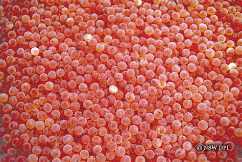 Fertilised fish ova (fish eggs) | When trout eggs are close … | Flickr