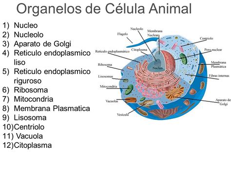 Organulos de la celula animal y sus partes