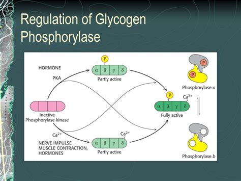 PPT - Glycogen Metabolism PowerPoint Presentation, free download - ID ...