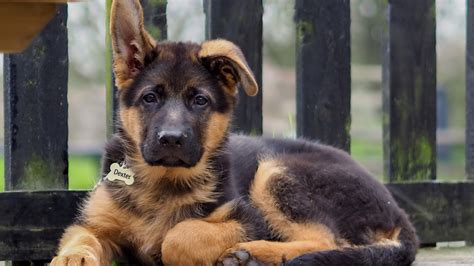 Puppy German Shepherds Wallpapers - Wallpaper Cave