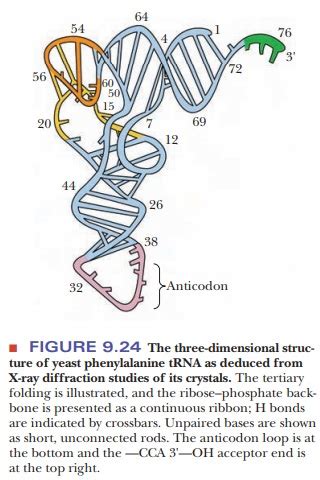 Tertiary Structure Of Rna