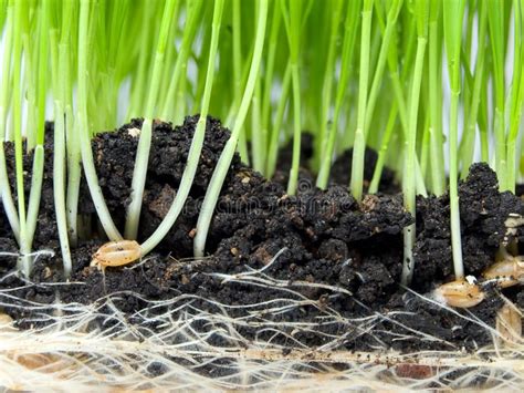 Germination. Closeup view of wheat germination in the soil , #Sponsored, #view, #Closeup, # ...