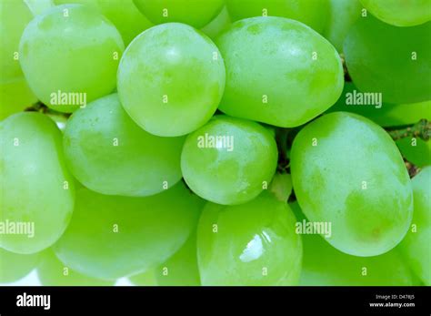 Bunch of Grapes Stock Photo - Alamy