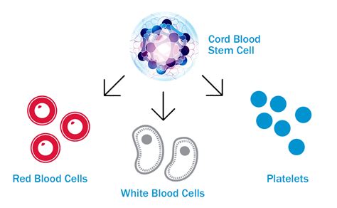 Stem cell & Cord blood storage for Marketing | Transparency of Behind ...