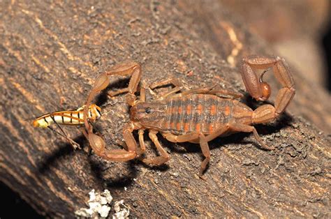 What Do Scorpions Eat? (Diet & Facts)