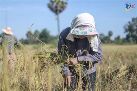 Cambodia’s Rice Exports Increase| Cambodianess