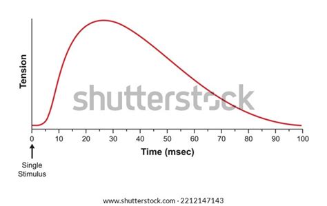 Scientific Designing Myogram Single Muscle Contraction Stock Vector (Royalty Free) 2212147143 ...