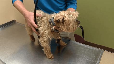 Local vets and dog owners react to 'mysterious' dog illness