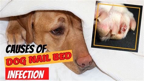 What Causes Nail Bed Infection In Dogs??Natural Remedies - YouTube