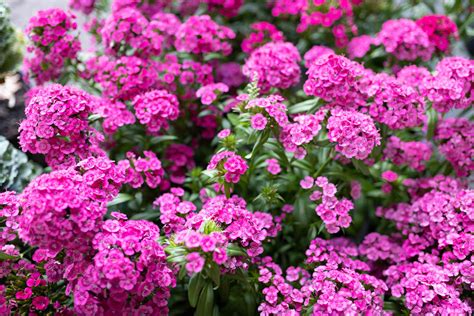 The 25 Best Smelling Plants for Your Garden