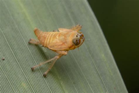 _Z2A8026 leafhopper nymph | Cicadellidae, Coelidiinae | Flickr