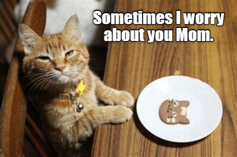 Mom?! | Cat memes, Funny cat memes, Funny cats