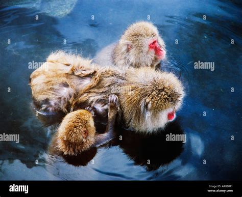 Japanese Macaques in Hot Springs Stock Photo - Alamy