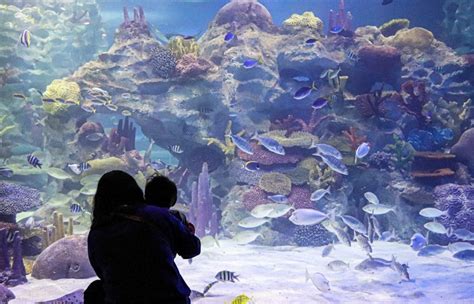 Aquarium de Paris Opening Hours | Best Time to Visit