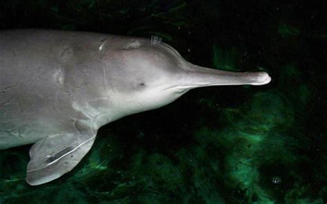 Could the Yangtze River dolphin be on its way to extinction?