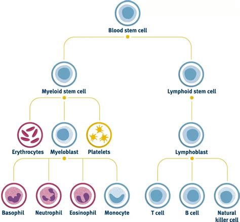 Hematopoietic Stem Cells (HSCs) - ChemoMetec