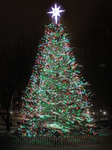 The Boston Common Christmas Tree, By the Numbers - Boston Magazine