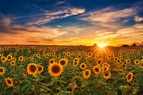 Sunflower Field Backgrounds