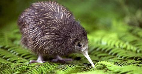 7 Curious Facts That Prove Kiwis Are Amazing Little Birds - The Dodo