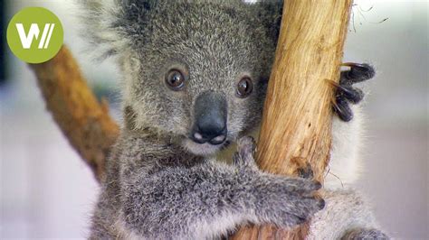 コレクション koala baby cute animals 111380-Cute baby animals koala